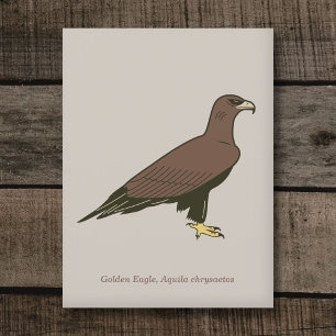 Golden Eagle  Postcard