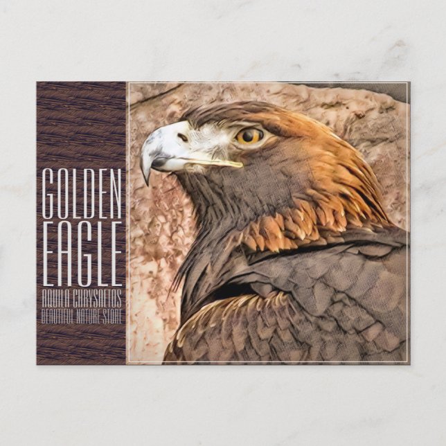 Golden Eagle [Postcard] Postcard (Front)