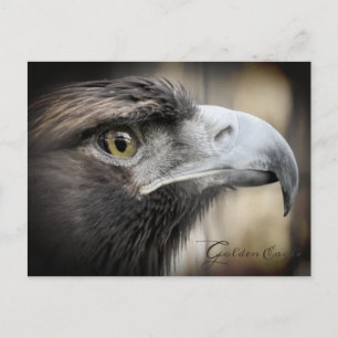 Golden Eagle:Postcard Postcard