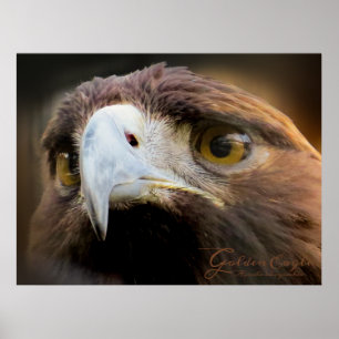 Golden Eagle:Poster Poster