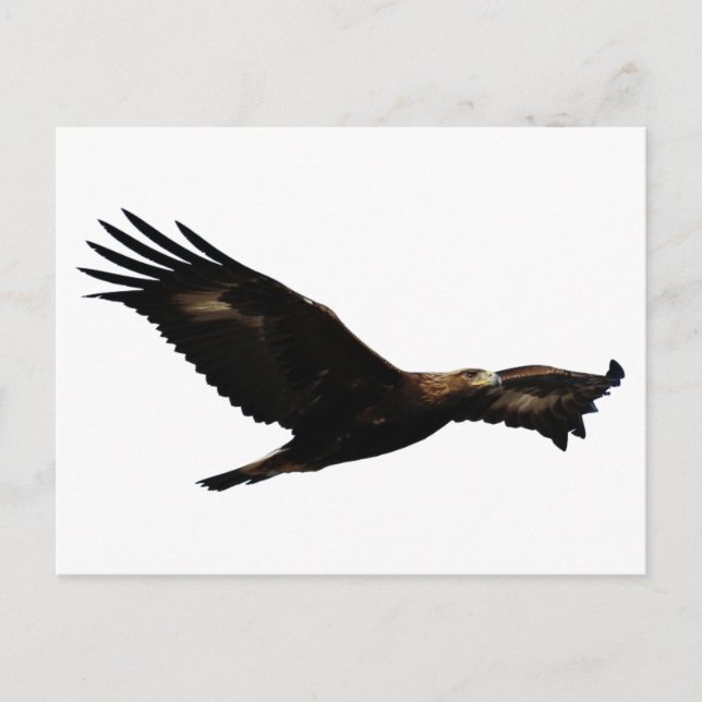 Golden Eagle Soaring Postcard (Front)