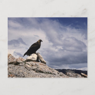 Golden Eagle Wildlife Series # 14 Postcard