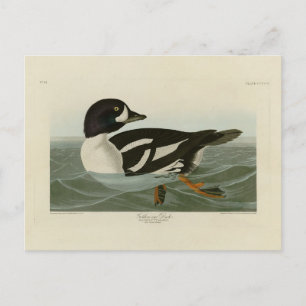 Golden-eye Duck from Audubon's Birds of America Postcard