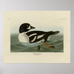 Golden-eye Duck from Audubon's Birds of America Poster