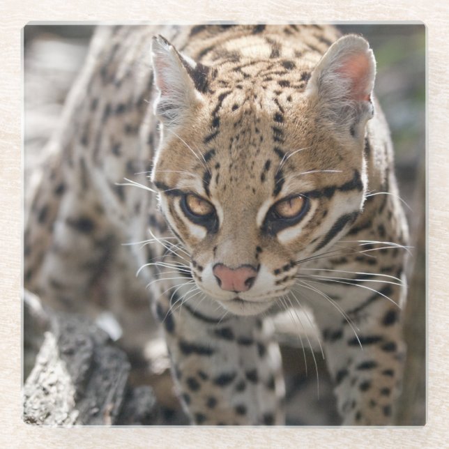 Golden Eyes Glass Coaster (Front)