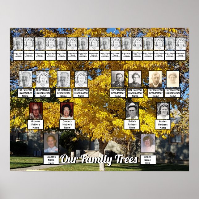 Golden Fall Leaf Tree Photo 2 Family Trees Poster (Front)