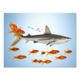 Golden Fish and Shark Photo Print