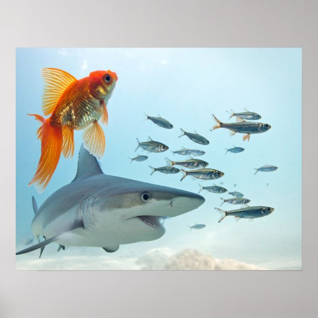 Golden Fish and Shark Poster (Front)