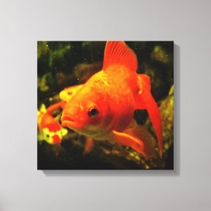 Golden fish canvas print