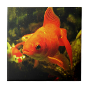 Golden fish tile
