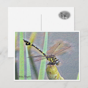 Golden Flangetail Postcard