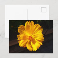 Golden Flower Macro Photography