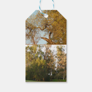 Golden foliage Thousand Oaks park any occasion Gift Tags