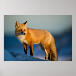 “Golden Fox Gaze” Poster
