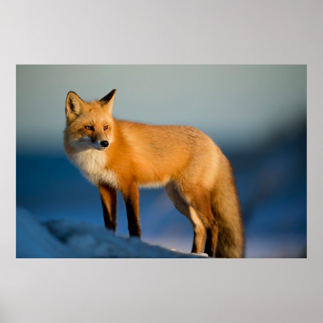 “Golden Fox Gaze” Poster (Front)