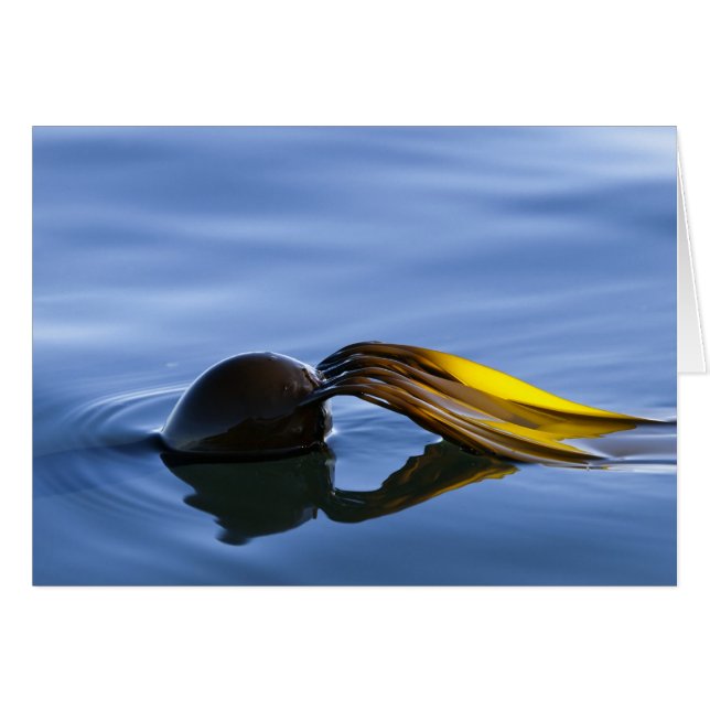 Golden Fronds (Front Horizontal)