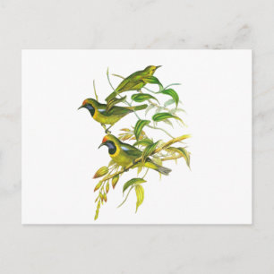 Golden-fronted Leafbird Postcard