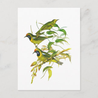 Golden-fronted Leafbird Postcard