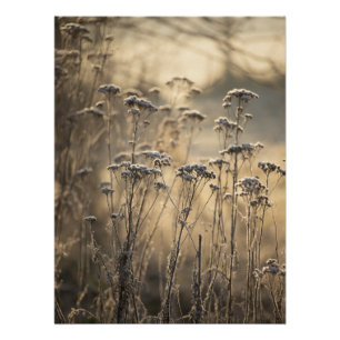 Golden Frosty Morning Flemish Countryside Poster