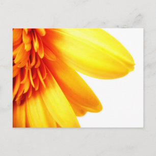 Golden Gerbera Postcard