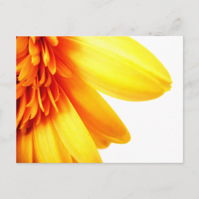 Golden Gerbera Postcard (Front)