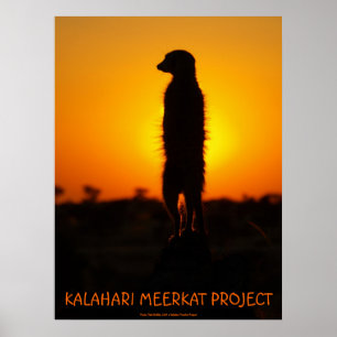 Golden glow meerkat poster