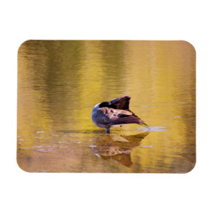 Golden Goose Magnet