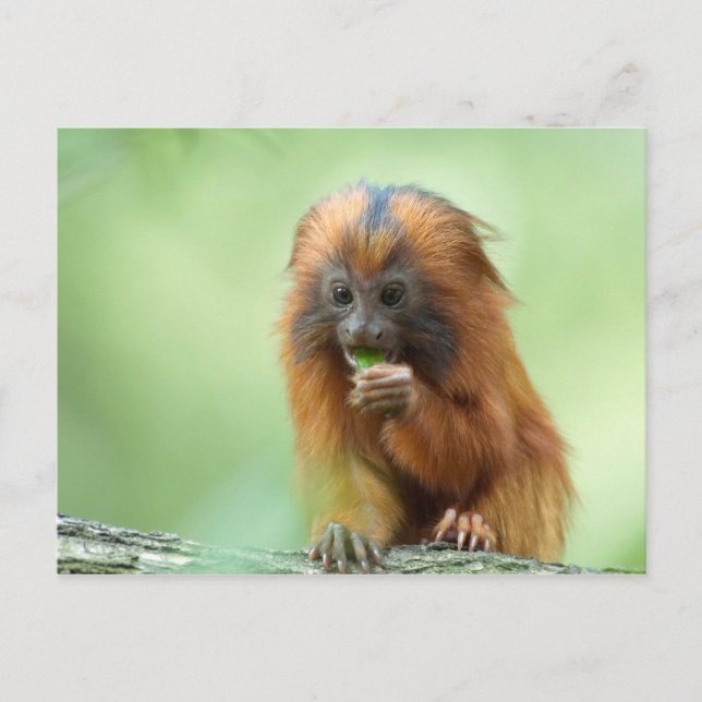 Golden Head Youngster Postcard (Front)