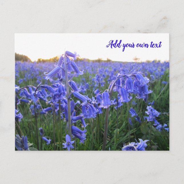 Golden Hour Bluebells - Personalized Postcard (Front)