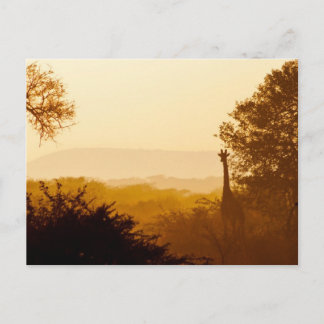 Golden Hour Giraffe Postcard