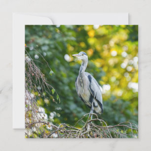 Golden Hour Grey Heron