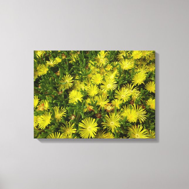Golden Ice Plant Yellow Flowers Canvas Print (Front)