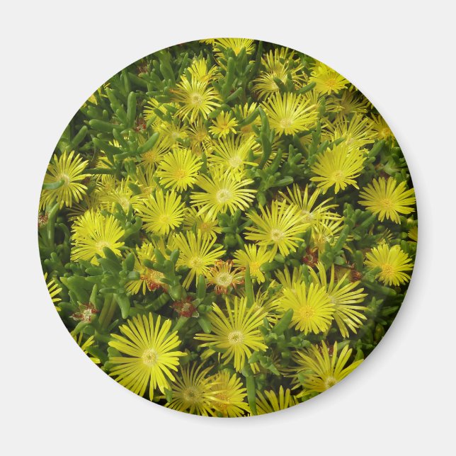 Golden Ice Plant Yellow Flowers Magnet (Front)