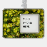 Golden Ice Plant Yellow Flowers