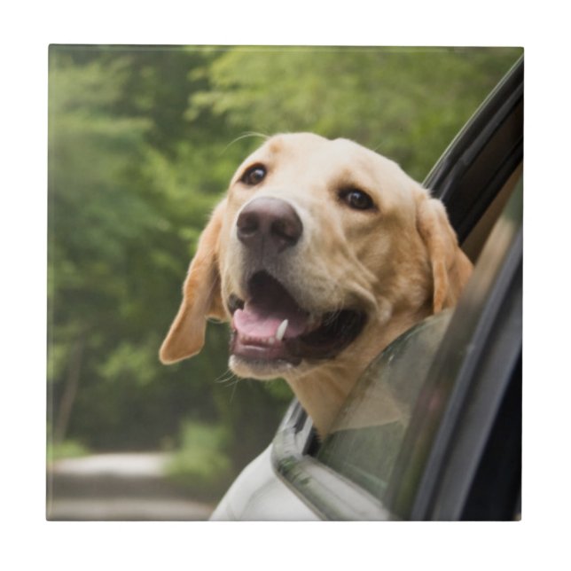 Golden Labrador In Rearview Mirror Tile (Front)