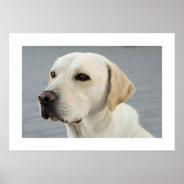 Golden Labrador Poster (Front)