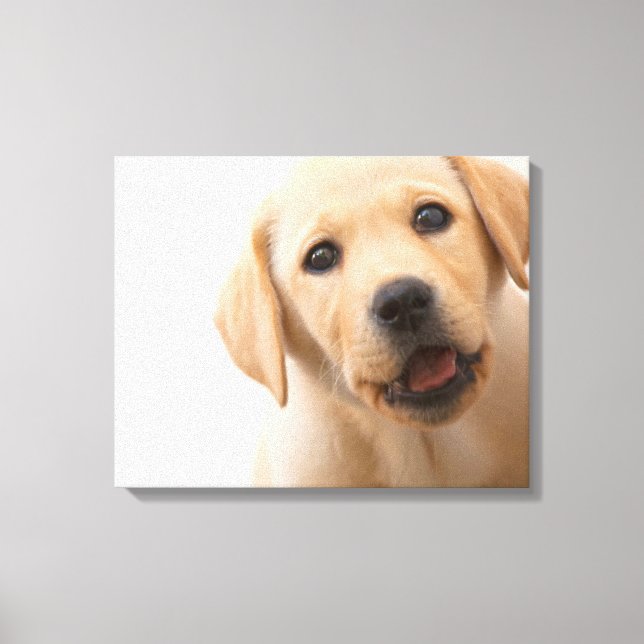 Golden Labrador Puppy Canvas Print (Front)