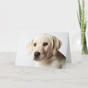 Golden Labrador Puppy Closeup Card
