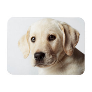 Golden Labrador Puppy Closeup Magnet