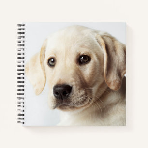 Golden Labrador Puppy Closeup Notebook