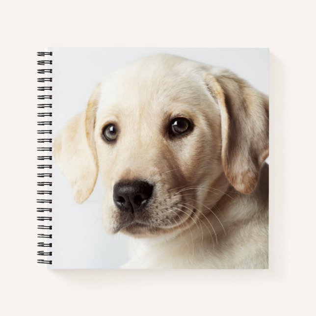 Golden Labrador Puppy Closeup Notebook (Front)
