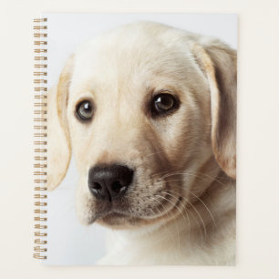 Golden Labrador Puppy Closeup Planner