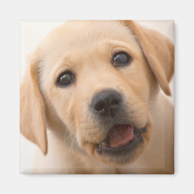 Golden Labrador Puppy Magnet (Front)