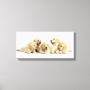 Golden Labrador Puppy Pile Canvas Print