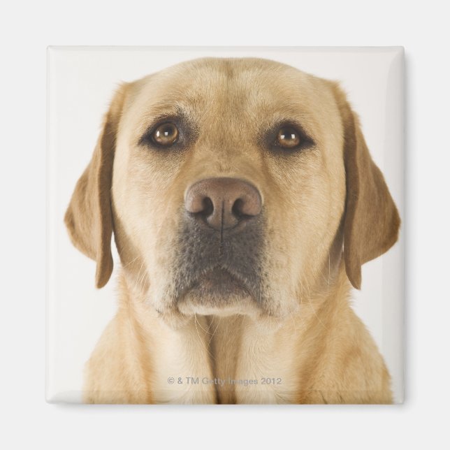 Golden Labrador Retriever (Canis familiaris). Magnet (Front)