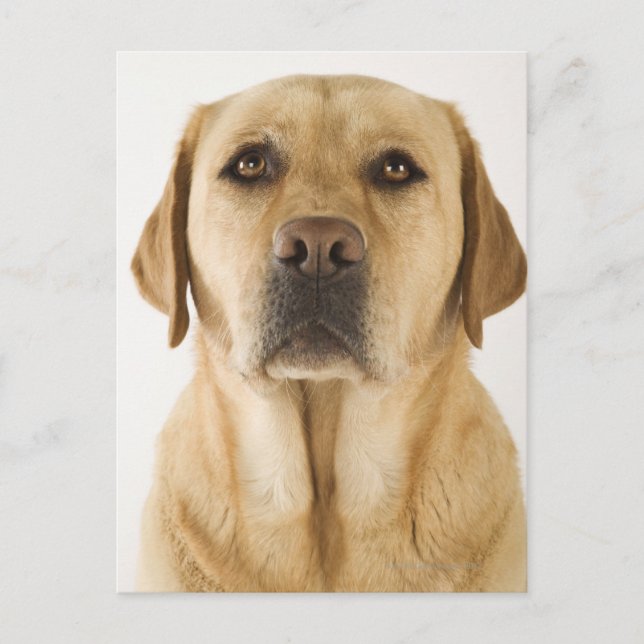 Golden Labrador Retriever (Canis familiaris). Postcard (Front)