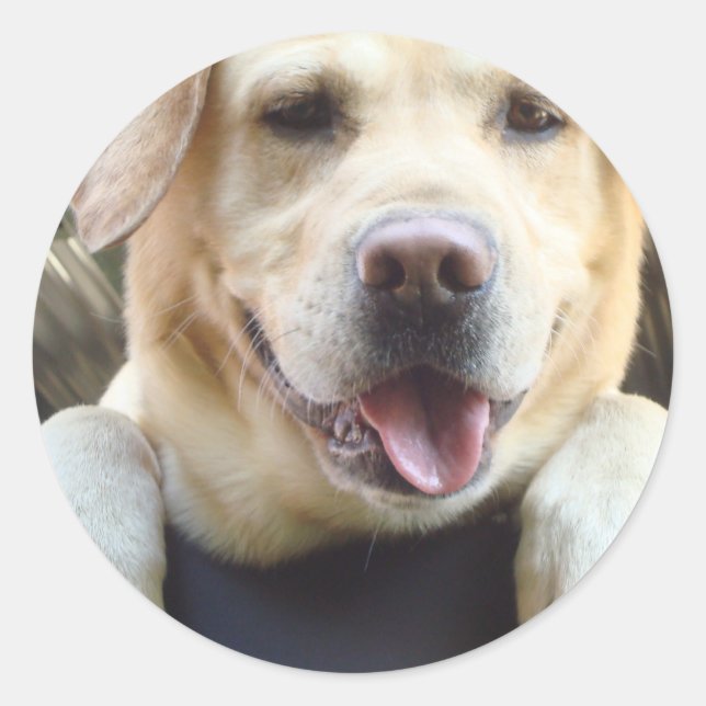 Golden Labrador Retriever Classic Round Sticker (Front)