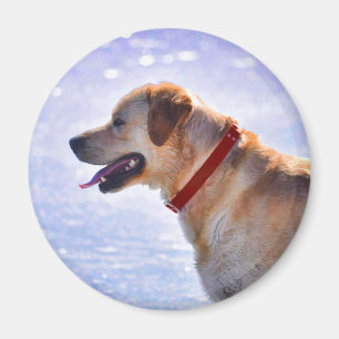 Golden Labrador Retriever Dog-lover Gift Magnet