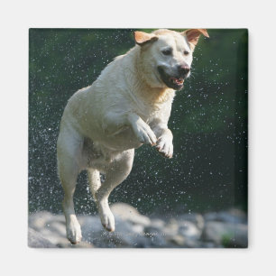Golden Labrador Retriever jumping into river Magnet