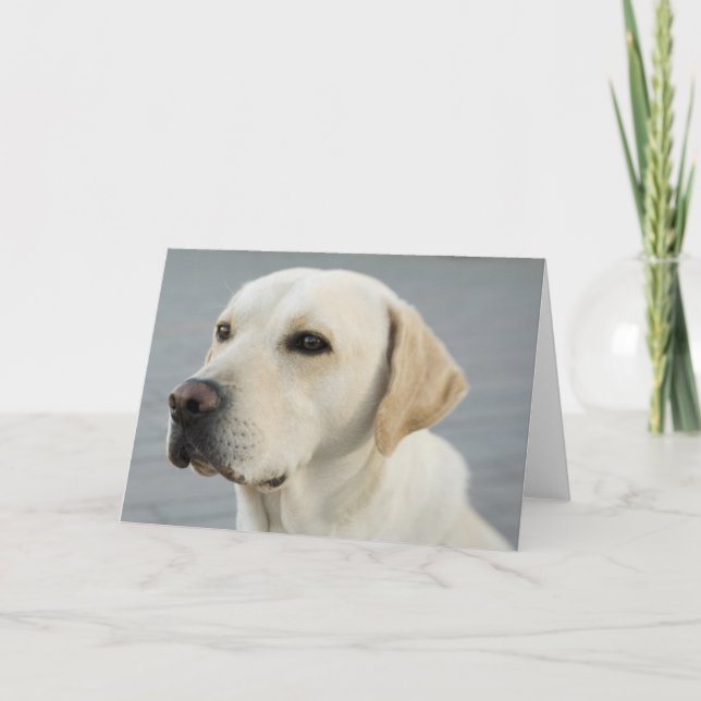 Golden Labrador Retriever Photograph Card (Front)